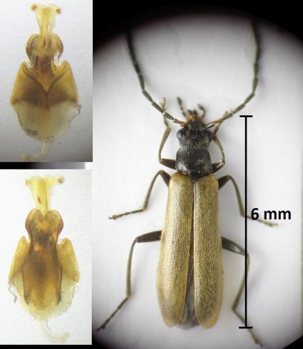Rhagonycha nigripes